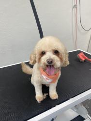 Lost Female Dog last seen The Bluffs at Epps Bridge, Athens, GA 30606