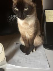 Reunited Female Cat last seen Near se peace ct, Happy Valley, OR 97086