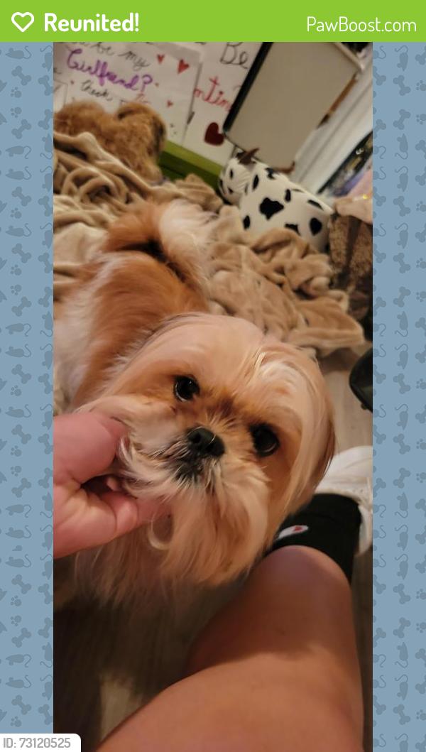 Reunited Female Dog last seen Near & AVE P LUBBOCK TX 79423, Lubbock, TX 79423