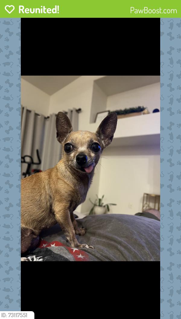 Reunited Female Dog last seen Vía Ventana and La Canada Way, Thousand Palms, CA 92276