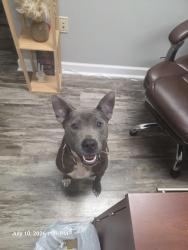 Found/Stray Male Dog last seen Lee Ave and Cameron st, Sanford, NC 27332