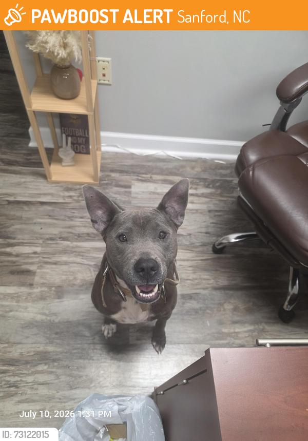 Found/Stray Male Dog last seen Lee Ave and Cameron st, Sanford, NC 27332