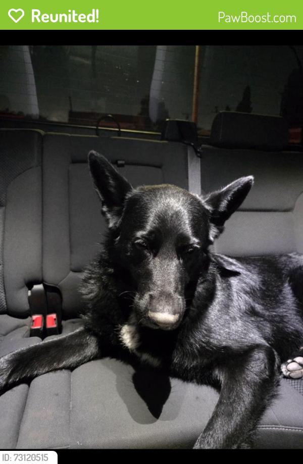 Reunited Male Dog last seen Near Longworth Ave, Lakewood, CA 90715, USA, Lakewood, CA 90715
