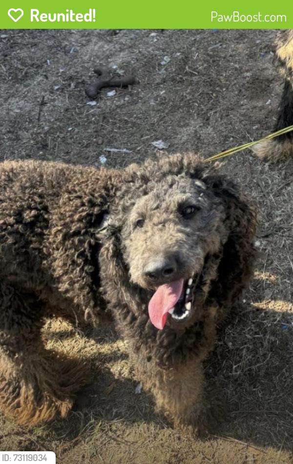 Reunited Male Dog last seen cross street from church and florosa elemntary school, Mary Esther, FL 32569