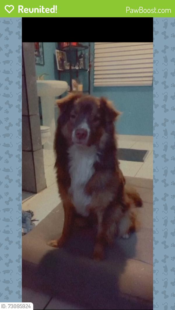 Reunited Male Dog last seen Maple & Florence or Maple & Butler, Fresno, CA 93725