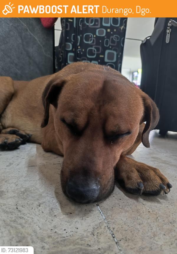 Found/Stray Male Dog last seen Central Camionera de Durango, Camionera 5, Col del Maestro, 34240 Durango, Dgo., Durango, Dgo. 34240