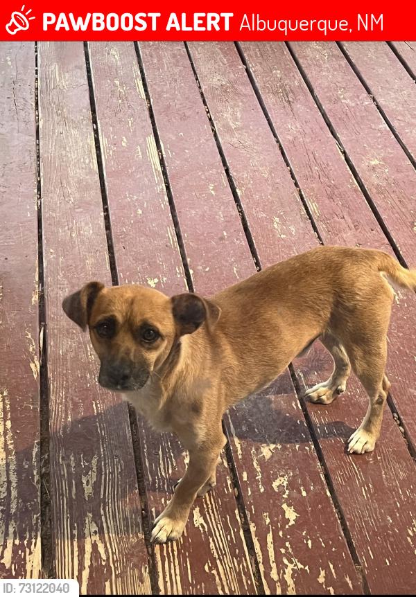 Lost Male Dog last seen Vista del Norte, Albuquerque, NM 87113