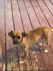 Lost Male Dog last seen Vista del Norte, Albuquerque, NM 87113