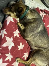 Reunited Female Dog last seen highway 8 going into Pickens, Pumpkintown, SC 29671