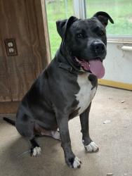 Lost Male Dog last seen Ramsey Rd, Grand Bay, AL 36541