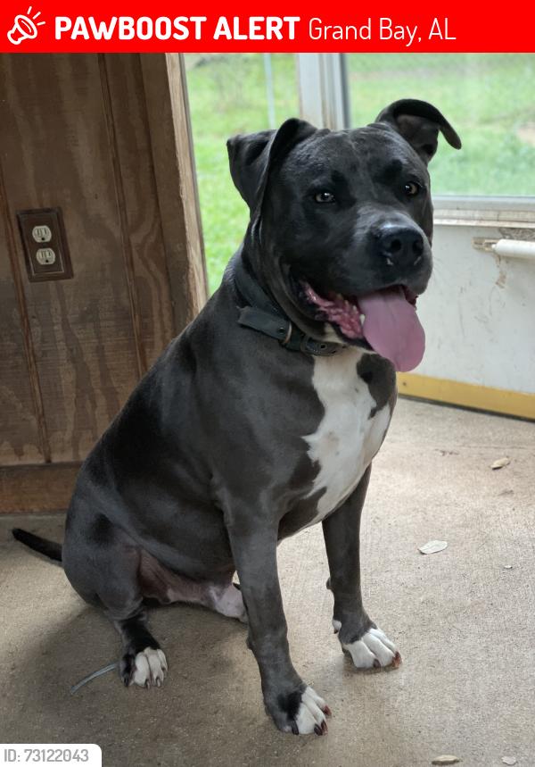 Lost Male Dog last seen Ramsey Rd, Grand Bay, AL 36541