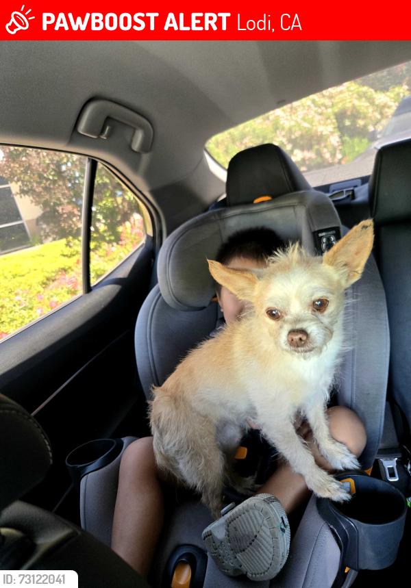 Lost Female Dog last seen Almond Drive, Lodi, CA 95240