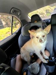 Lost Female Dog last seen Almond Drive, Lodi, CA 95240