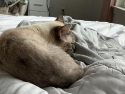 Reunited Unknown Cat last seen Pontiac Trail & Ladd, Walled Lake, MI 48390