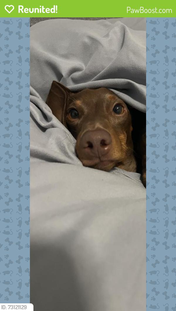 Reunited Male Dog last seen Becker Rd. (Becker Ridge), Port St. Lucie, FL 34953