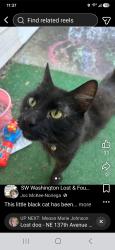 Reunited Male Cat last seen Hearthwood elementary, Vancouver, WA 98684