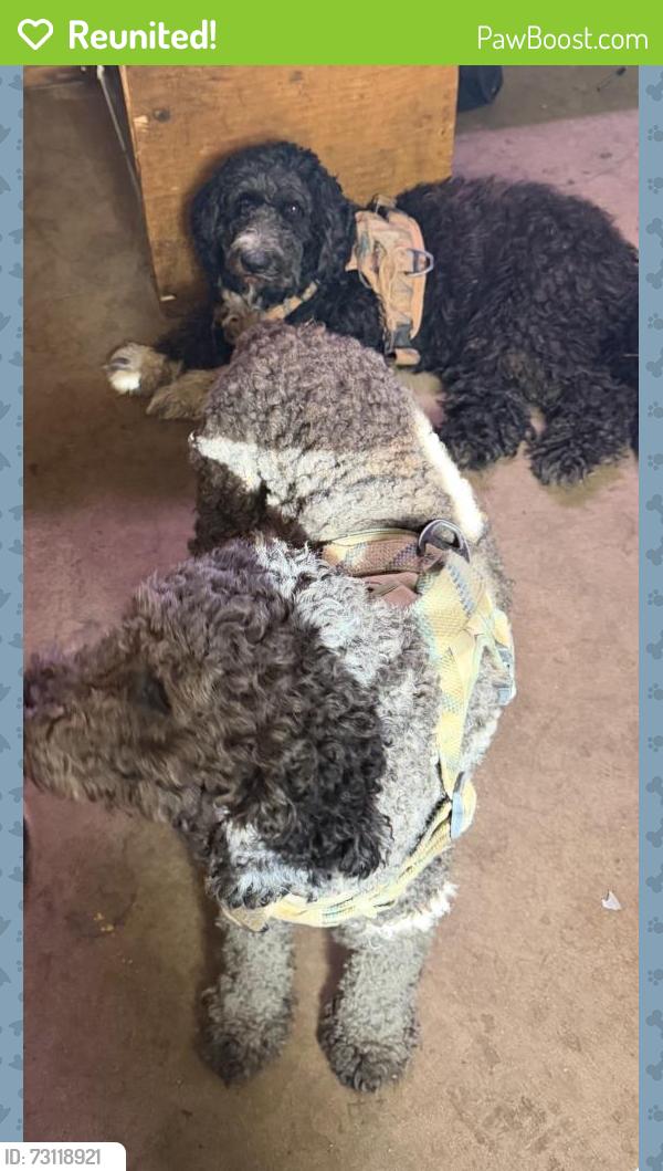 Reunited Male Dog last seen cross street from church and florosa elemntary school, Mary Esther, FL 32569
