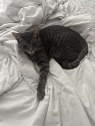 Lost Male Cat last seen san helena drive and san remo drive, Oceanside, CA 92056