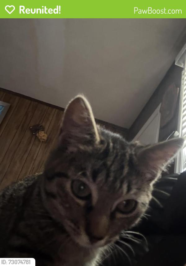 Reunited Female Cat last seen Gentry St, Greensboro, NC 27407