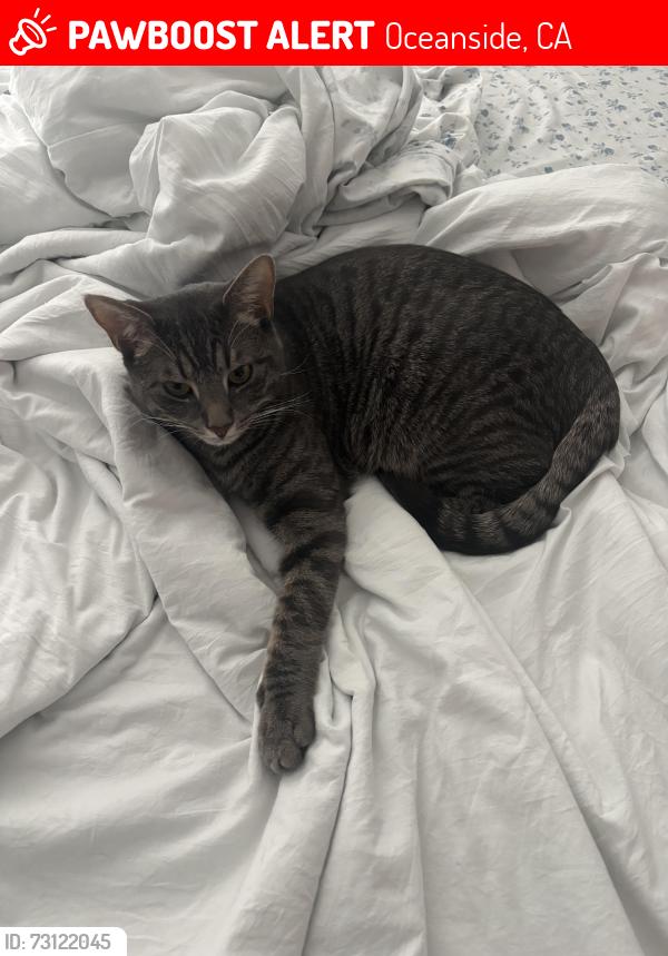 Lost Male Cat last seen san helena drive and san remo drive, Oceanside, CA 92056