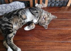 Reunited Male Cat last seen Knox road, Surrey, England 