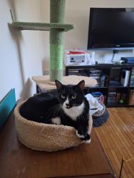 Reunited Female Cat last seen Frobisher and pongrave, Saint-Bruno-de-Montarville, QC J3V 2M4