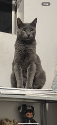 Lost Male Cat last seen Vogue st, Covina, CA 91722
