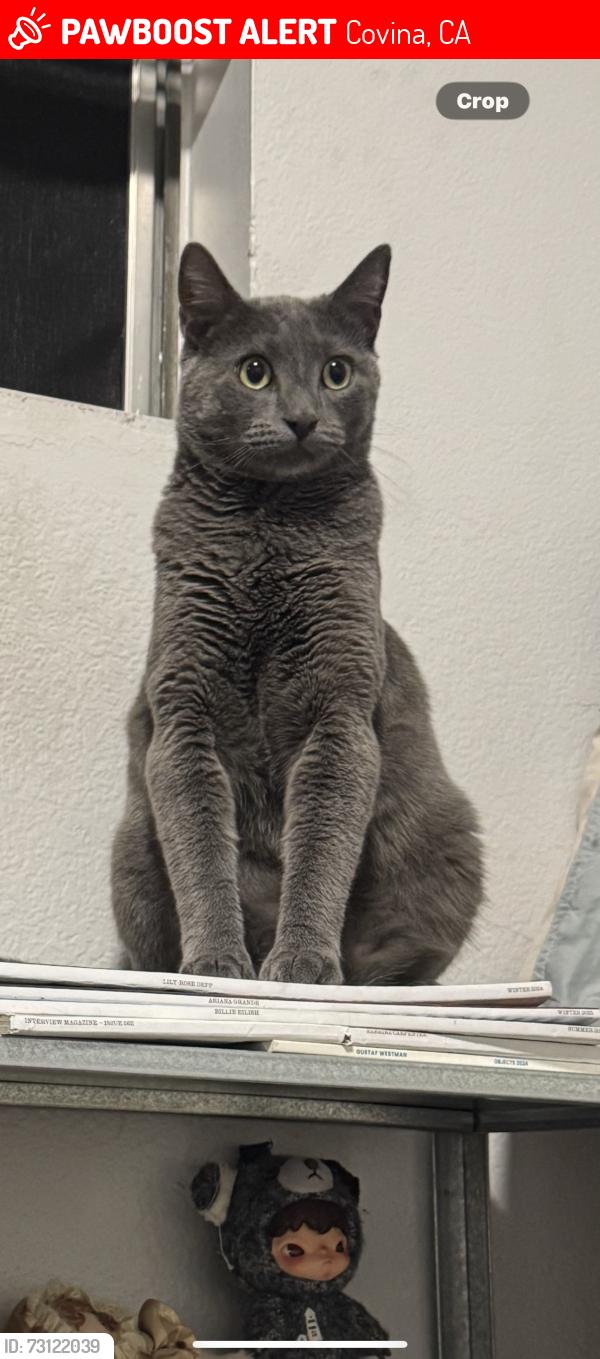 Lost Male Cat last seen Vogue st, Covina, CA 91722
