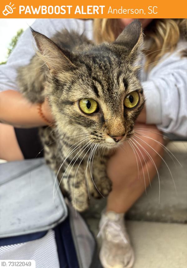 Found/Stray Unknown Cat last seen Near S Fant Street, Anderson, SC 29621