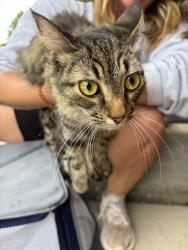 Found/Stray Unknown Cat last seen Near S Fant Street, Anderson, SC 29621