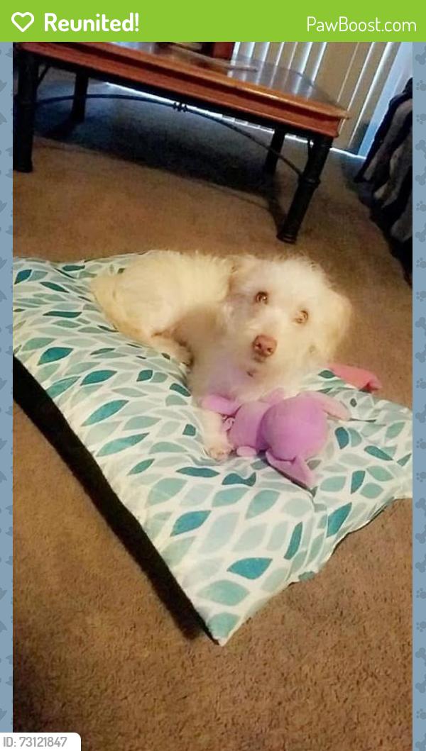 Reunited Female Dog last seen Near Kieth Harrow Blvd, Houston, TX 77084, USA, Houston, TX 77084