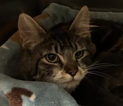 Shelter Stray Female Cat last seen 282nd / Powell Valley, GRESHAM, OR, 97080, 1700 W Historic Columbia River Hwy, Troutdale, OR 97060, USA