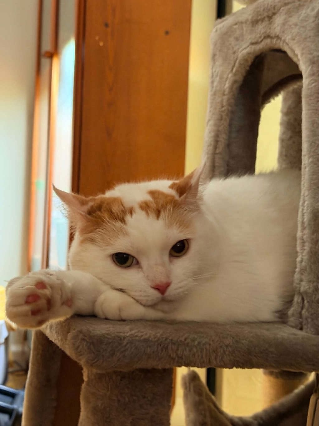 Shelter Stray Female Cat last seen Near Clemont Avenue, BROOKLYN, NY, 11238, 326 E 110th St, New York, NY 10029, USA