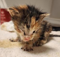 Shelter Stray Female Cat last seen Near Hegenberger road, Oakland, OAKLAND, CA, 94601, 8323 Baldwin St, Oakland, CA 94621, USA