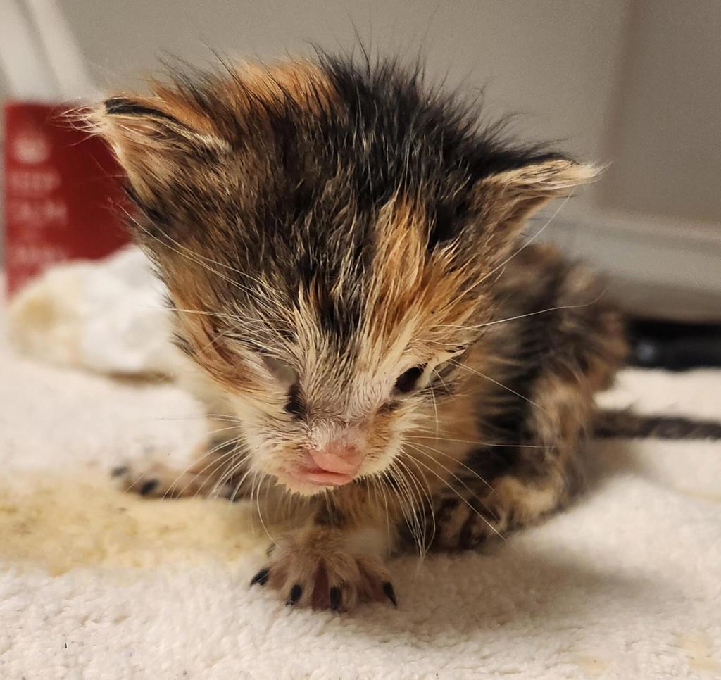 Shelter Stray Female Cat last seen Near Hegenberger road, Oakland, OAKLAND, CA, 94601, 8323 Baldwin St, Oakland, CA 94621, USA