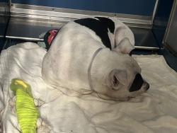 Shelter Stray Male Dog last seen Apt 2E,35-05 30th Street, ASTORIA, NY, 11106, 326 E 110th St, New York, NY 10029, USA