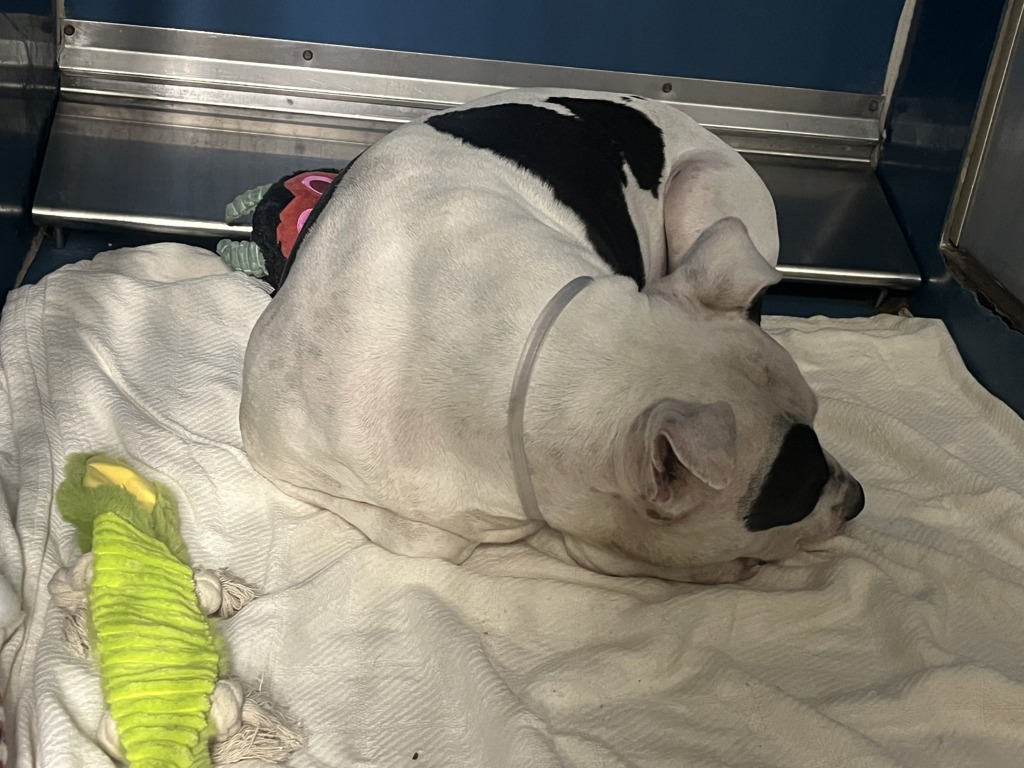 Shelter Stray Male Dog last seen Apt 2E,35-05 30th Street, ASTORIA, NY, 11106, 326 E 110th St, New York, NY 10029, USA