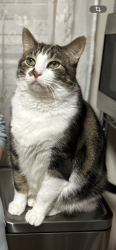 Reunited Male Cat last seen Ramer road and Cabell Road, Philadelphia, PA 19154