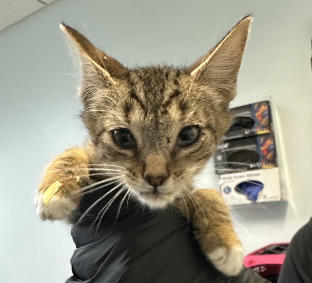 Shelter Stray Male Cat last seen Near Imperial Avenue, San Diego, CA, 92102, 5500 Gaines St, San Diego, CA 92110, USA