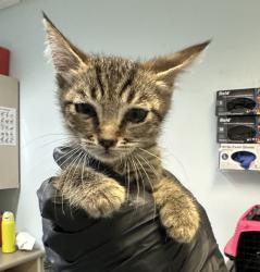 Shelter Stray Male Cat last seen Near Imperial Avenue, San Diego, CA, 92102, 5500 Gaines St, San Diego, CA 92110, USA