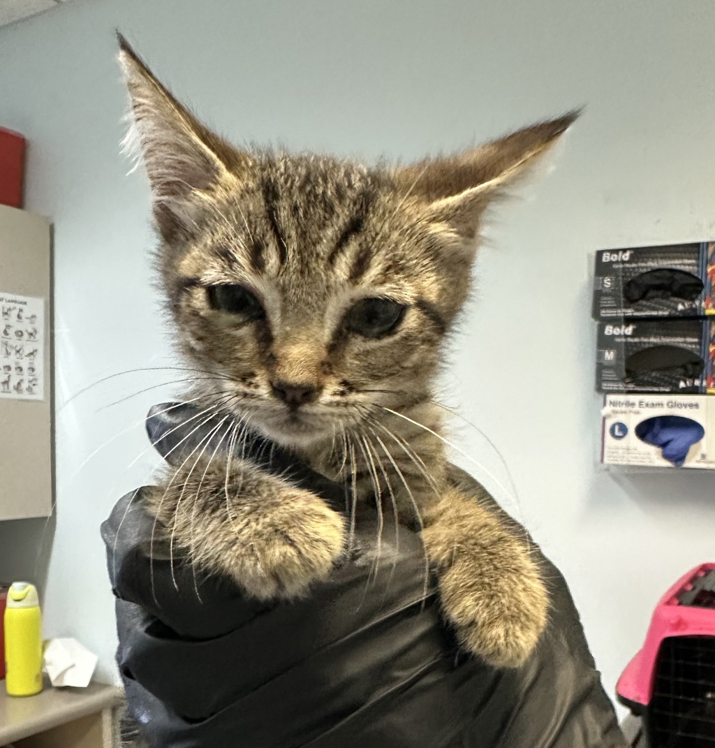 Shelter Stray Male Cat last seen Near Imperial Avenue, San Diego, CA, 92102, 5500 Gaines St, San Diego, CA 92110, USA