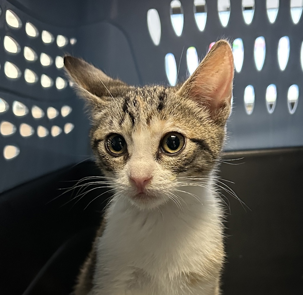 Shelter Stray Female Cat last seen Near Imperial Avenue, San Diego, CA, 92102, 5500 Gaines St, San Diego, CA 92110, USA