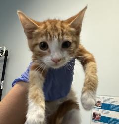 Shelter Stray Female Cat last seen Near Imperial Avenue, San Diego, CA, 92102, 5500 Gaines St, San Diego, CA 92110, USA