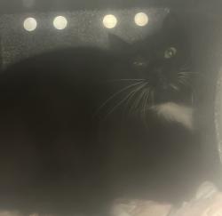 Shelter Stray Male Cat last seen Near S Twain Drive, Magna Township, UT, 84044, 511 W 3900 S, Salt Lake City, UT 84123, USA