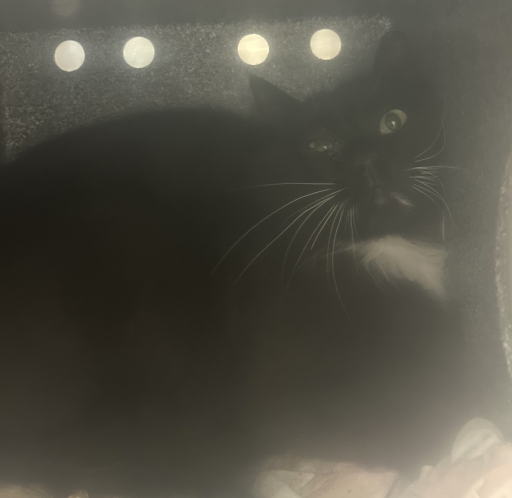Shelter Stray Male Cat last seen Near S Twain Drive, Magna Township, UT, 84044, 511 W 3900 S, Salt Lake City, UT 84123, USA