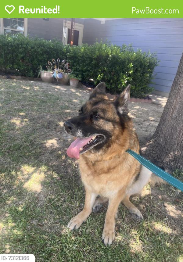 Reunited Female Dog last seen Sandhurst and South Hill, Waxahachie, TX 75165