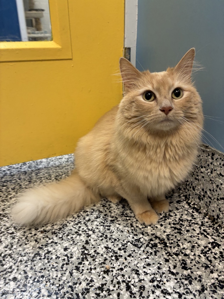 Shelter Stray Female Cat last seen Near N Westcapitol Street, SALT LAKE CITY, UT, 84103, 511 W 3900 S, Salt Lake City, UT 84123, USA