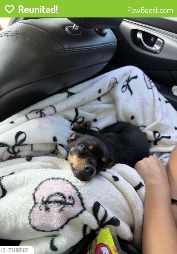 Reunited Female Dog last seen Brookline and McMahon, Albuquerque, NM 87114