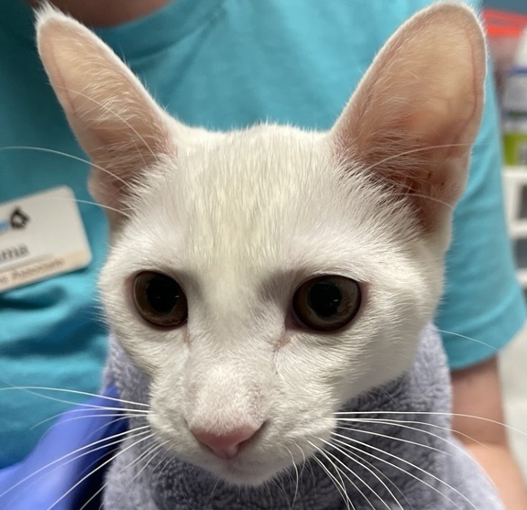 Shelter Stray Female Cat last seen Near E Washington Avenue, Escondido, CA, 92027, Escondido, CA 92027, USA