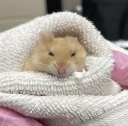Shelter Stray Male Other last seen Near Town Center Parkway, Santee, CA, 92071, El Cajon, CA 92020, USA